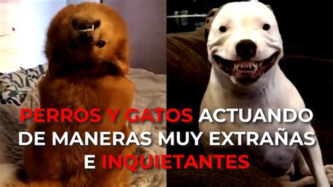 Videos De Perros Y Gatos Actuando De Maneras Perturbadoras E