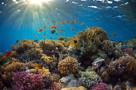 4 Facts About Hawaii Coral Reefs For Your Next Snorkeling Tour EŌ Wai