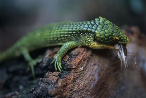 The most common pet lizards material is ceramic. 26 best Pet Lizards images on Pinterest | Pet lizards ...