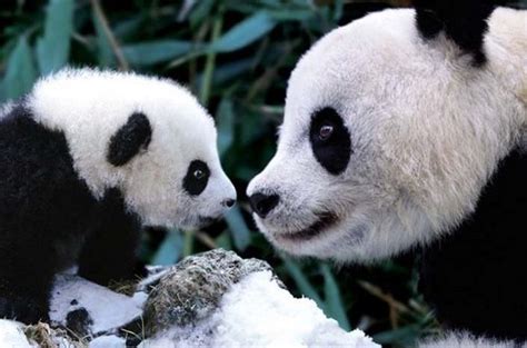 Panda Pandas Photo 36211806 Fanpop