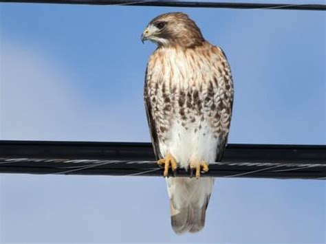 Juvenile Red Tailed Hawk Identification