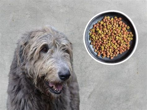 Best Dog Food For Irish Wolfhounds Top Picks And Reviews Canine Bible