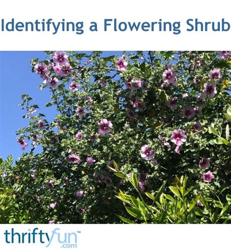 Identifying A Flowering Shrub Thriftyfun