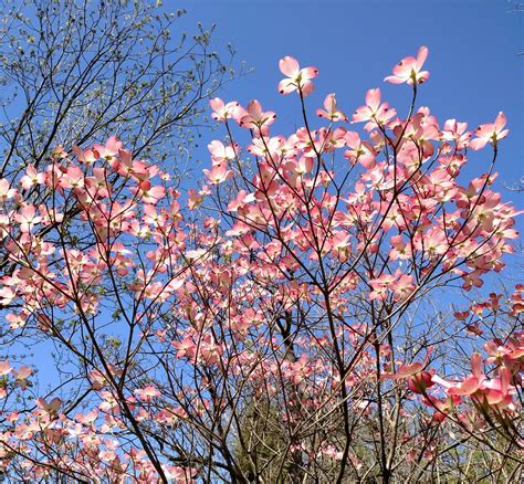 Pink Dogwoods And Blue Sky Springtime 2016 Debdubya Flickr