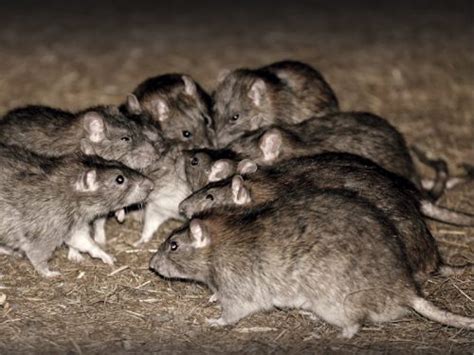 Norway Rat Facts Anatomy Diet Range Behavior Animals Time