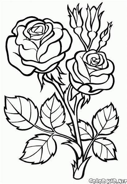 Coloring Flowers Pages Rose