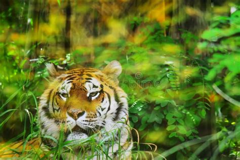 Tigre Dans La Jungle Photo Stock Image Du Sauvage Raies 56527322