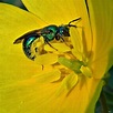 This metallic green bee from the family Halictidae (also known as sweat ...
