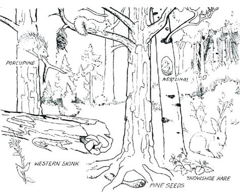 The pdf prints best on standard 8.5 x 11 paper. Forest Trees Coloring Pages at GetColorings.com | Free ...