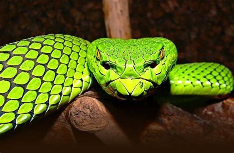 Die tigernatter ist die einzige schlange, die zwei arten von gift produziert. Tiere: „Schlangen wollen sich Bisse ersparen" - Wissen ...