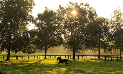 Kentucky Horse Country now open to visitors - al.com