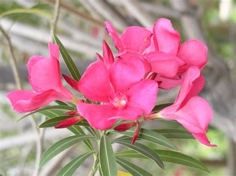 Pink Oleander Blooms Glendale Xeriscape Garden Glendale Az