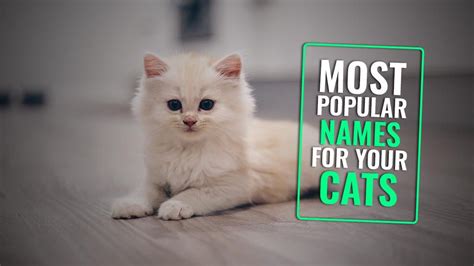 205 Most Popular Male And Female Cat Names Of 2022 Petmoo 2022