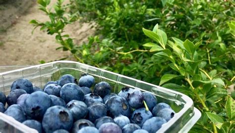 The Best Blueberry Picking Farms In New Jersey