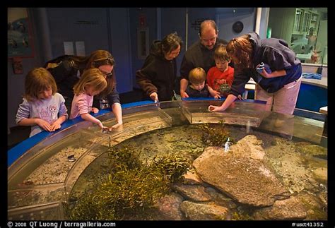 Picturephoto Touch Pool Exhibit Mystic Aquarium Mystic Connecticut