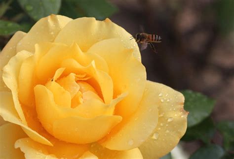 Beeandrose Rose After Rain In My Garden Stephen Sung Flickr