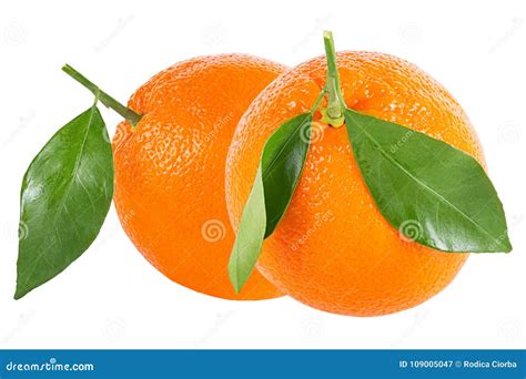 Two Whole Oranges With Leaf Isolated On White Stock Image Image Of