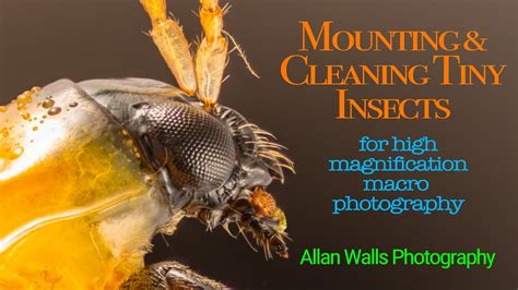 Mounting And Cleaning Tiny Insects For High Magnification Macro