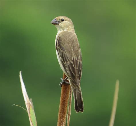 foto caboclinho coroado sporophila pileata por bruno eberhardt wiki aves a enciclopédia