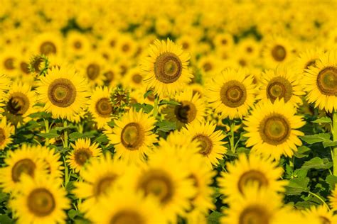 Download Summer Yellow Flower Flower Nature Sunflower 4k Ultra Hd Wallpaper