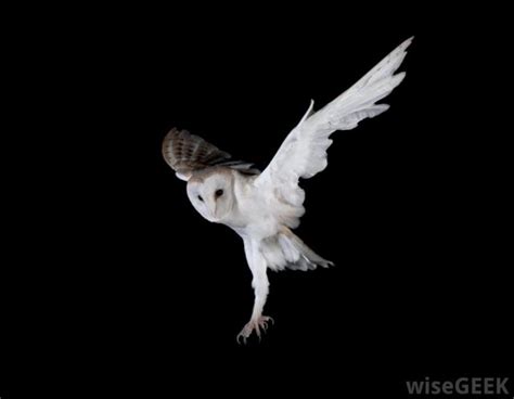 Owl In Night Flight Earthsky