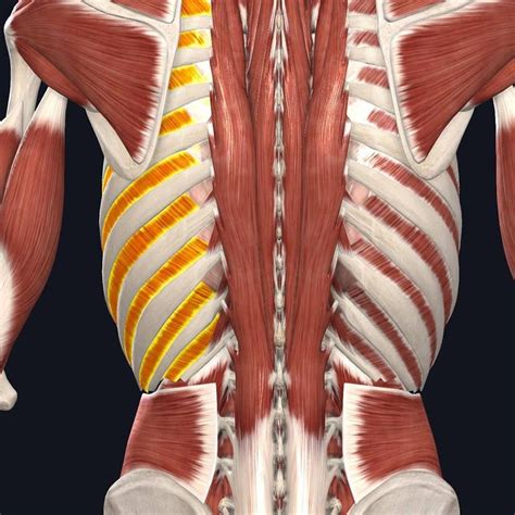 Rib Cage Muscles Pain Intercostal Muscle Strain Signs Treatments And