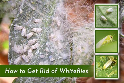 How To Get Rid Of Whiteflies Organic Labs®