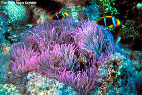 Leathery Sea Anemone Information And Picture Sea Animals