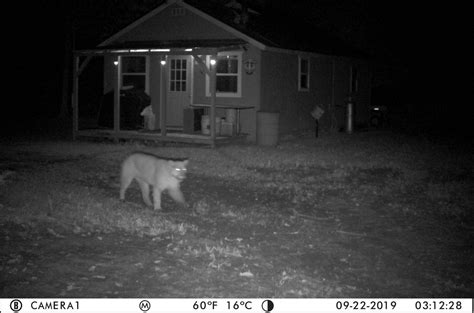 Dnrs Cougar Team Verifies 65 Sightings In First 13 Years