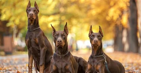 The 10 Most Dangerous Dog Breeds In 2022 Az Animals