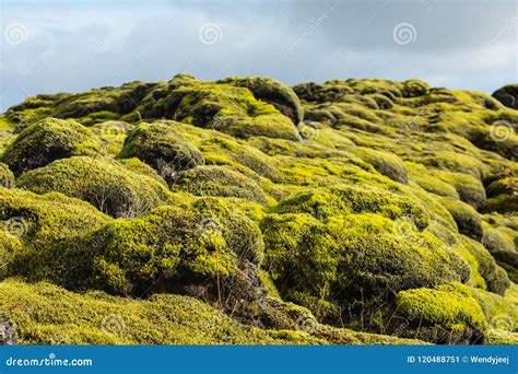Eldhraun Moss Fields Iceland Stock Image Image Of Iceland Explore