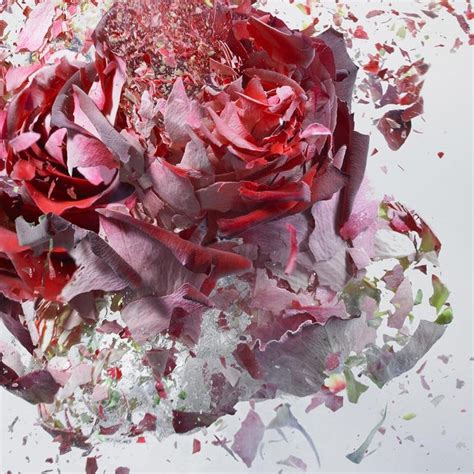 Martin Klimas Martin Klimas Red Rose Exploding Flower Photograph