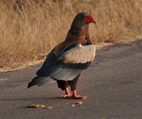 Free Stock Photo Of Safari South Africa Wild Bird