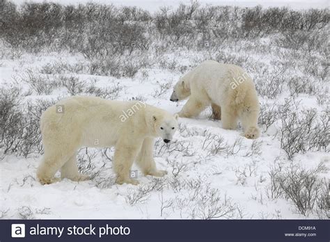 Two Polar Bears Stock Photo Alamy