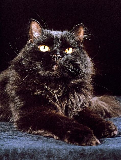 Black Persian Cat Photograph By Larry Allan Fine Art America