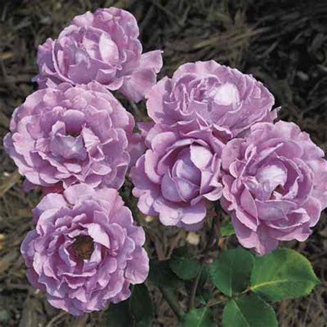 My hmf mauve or mauve blend floribunda. Blue For You Bush Rose 8" Pot - Hello Hello Plants ...