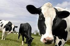 sex cows filmed caught fontaine cctv reid