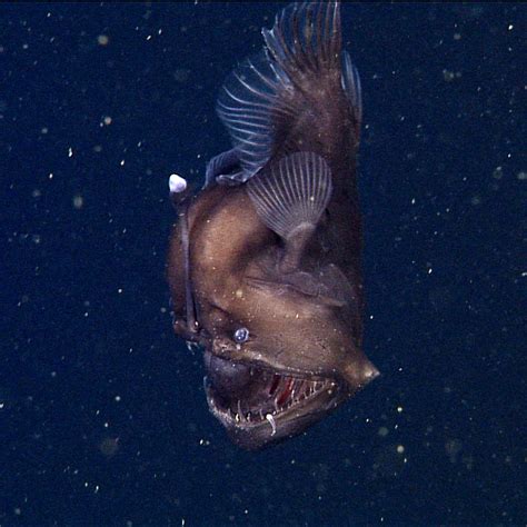 Rare Black Sea Devil Caught On Film For The First Time