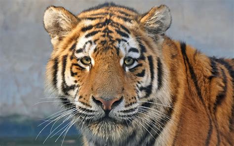 Predator Close Up Tiger Face Eyes Wallpaper Animals