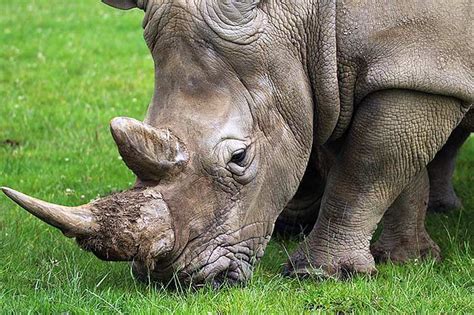 February 19, 2021march 3, 2021. What Do Rhinos Eat? | Rhinos Diet By Types | What Eats Rhinos?