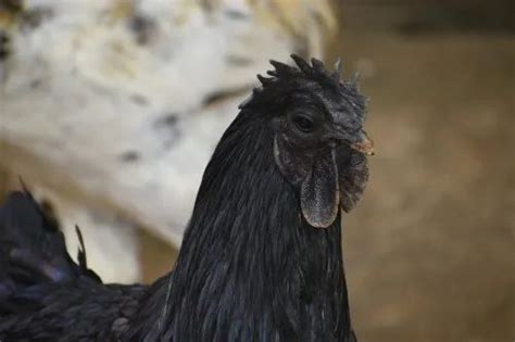 Pure Black Kadaknath Chicken For Meat Very Low At Rs 700kg In Bengaluru