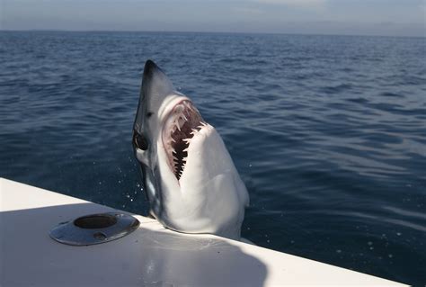 Fisherman Slaps 12ft Mako Shark On The Head While Playing Tug Of War