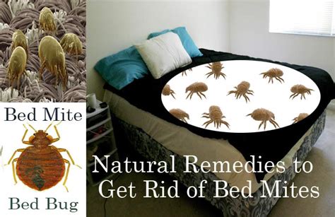 20 Natural Home Remes To Get Rid Of Bed Mites Dust In