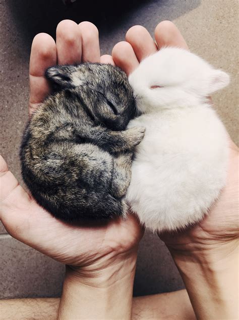 Sleepy Baby Bunny