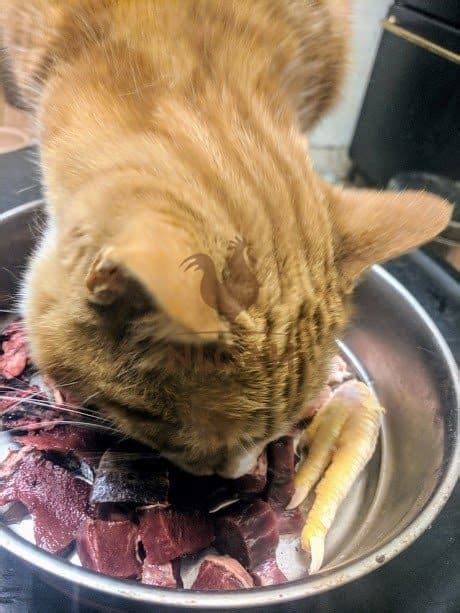 May 05, 2019 · there are many good grinders for homemade raw cat food. Homemade Raw Cat Food Recipes • New Life On A Homestead ...