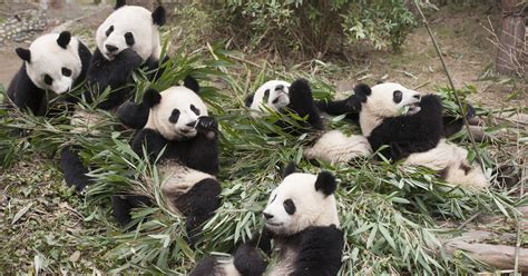 Pandas Get Ready For Adorable Overload In New Imax Documentary