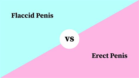 differences between flaccid penis and erect penis