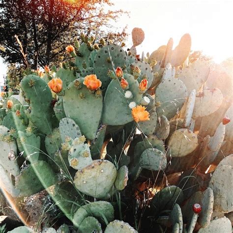 Cacti By Alison Holcomb On Artfully Walls Colorado Art Prints