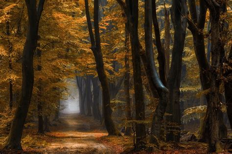 Nature Landscape Forest Path Mist Fall Yellow Leaves Trees