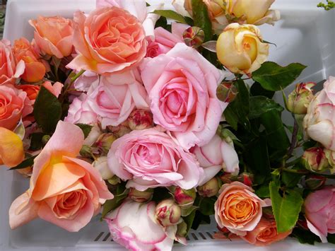882050 Bouquets Roses White Background Flower Bud Pink Color